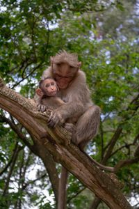 Low angle view of monkey sitting on tree