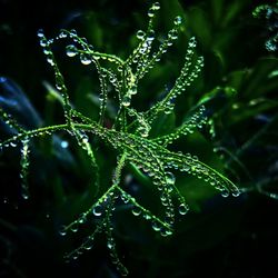 Close-up of water drops on leaf