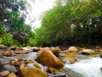 Stream flowing through rocks in forest