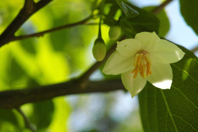 Close-up of flower tree