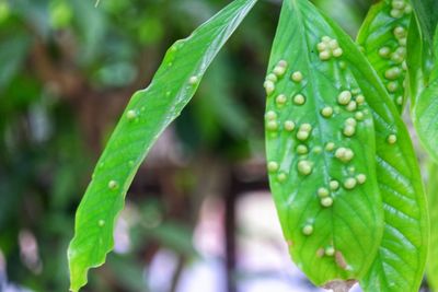 Close-up of wet plant leaves during rainy season