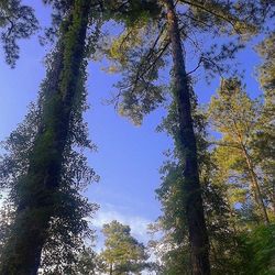 Low angle view of trees against sky