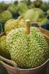 Monthong durian of thailand