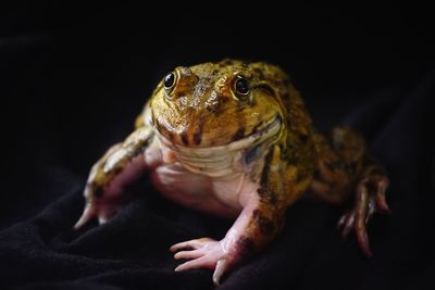 Close-up of a hand holding lizard