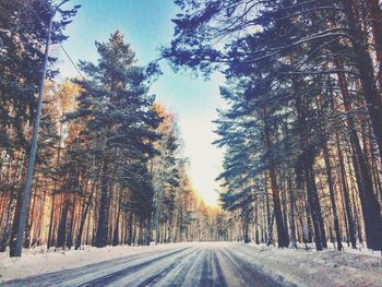 Road amidst trees in forest during winter