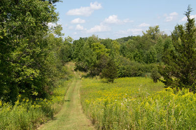 Trees growing on field