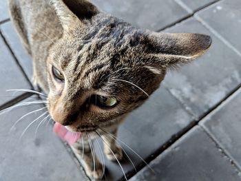 Close-up of tabby cat on floor