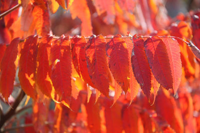 Close-up of orange berries hanging outdoors