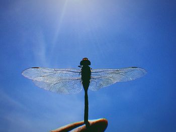 Close-up of insect perching on man against blue sky