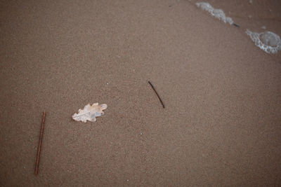 High angle view of crab on beach