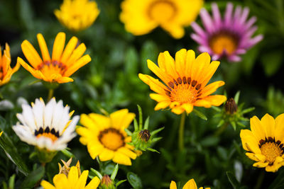 High angle view of gazania flowers blooming on field