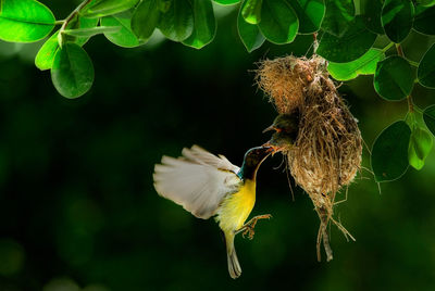 Close-up of bird feeding young animals in nest