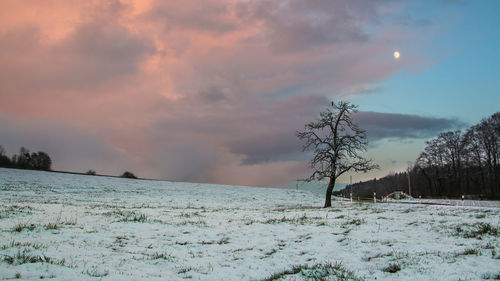 Bare tree on snow covered field against cloudy sky during sunset