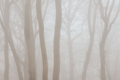 Full frame shot of bare trees in forest during winter