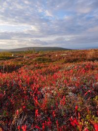 Scenic view of red flowering plants on field against sky