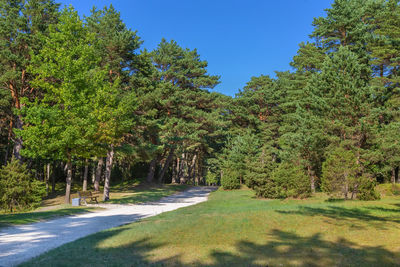 Road amidst trees against sky