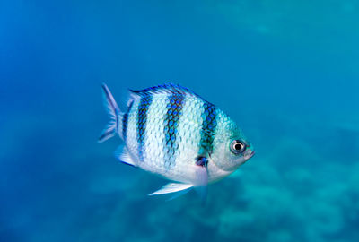 Close-up of fish swimming in sea