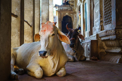 Close-up of cow