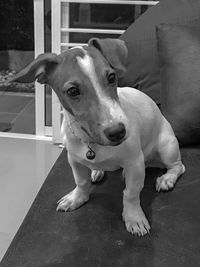 Portrait of dog relaxing at home