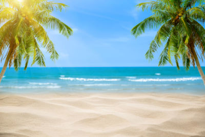 Palm trees on beach against sky