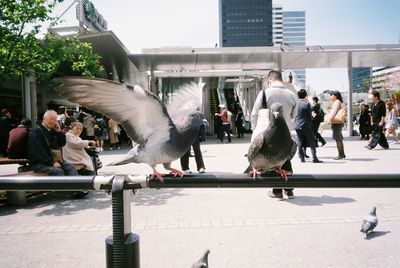 Pigeons perching on railing at street