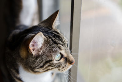 Close-up of a cat looking away