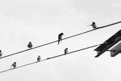 Low angle view of birds perching on cables against sky