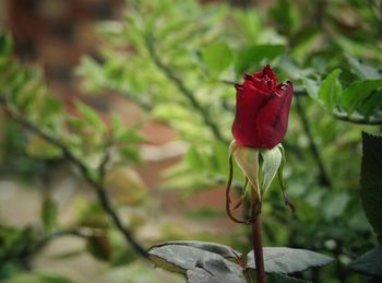 Close-up of red flower