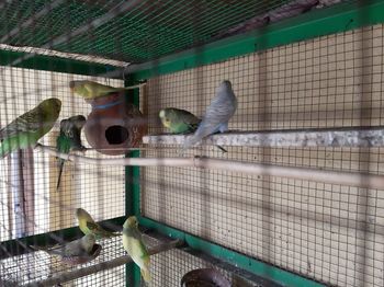 Birds perching in cage