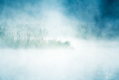 A beautiful spring sunrise mist over the flooded wetlands. warm spring scenery of swamp with grass.