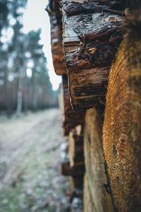 Close-up of log on field in forest