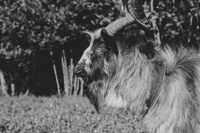 Portrait of a male goat in black and white