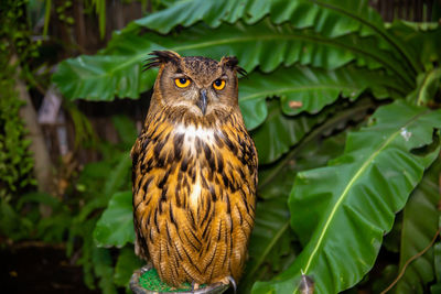 Close-up portrait of a owl