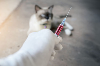 Close-up of hand holding cat