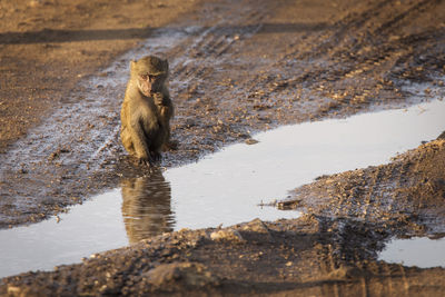 Monkeys in a water