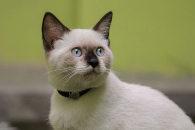 Close-up of cat looking away