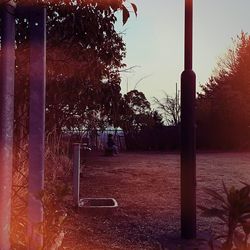 Trees at sunset