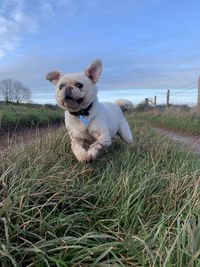 Portrait of dog on field