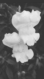 Close-up of flowers blooming outdoors