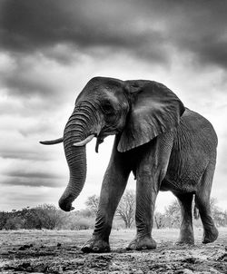 Elephant standing on field against sky