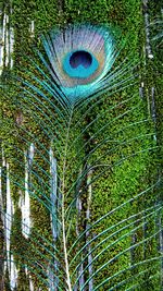 Low angle view of trees in forest