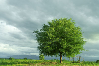 Tree on field against sky