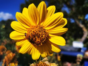 Close-up of insect on yellow flower