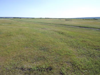 Scenic view of field against clear sky