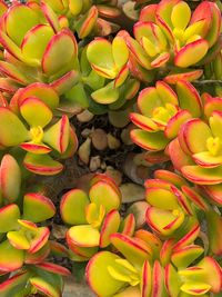 High angle view of flowers blooming on plant