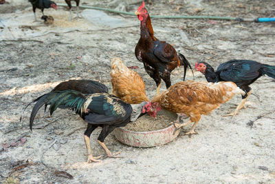 High angle view of birds on land