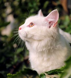 Close-up of cat looking away