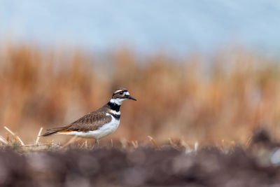 Close-up of bird perching on a plant