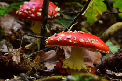 Close-up of fly agaric mushroom on field