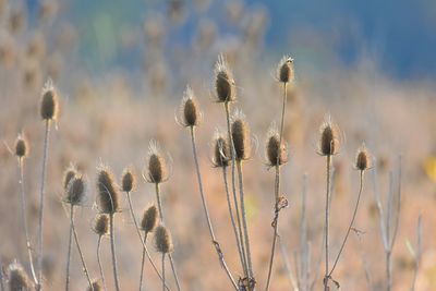 Close-up of flowering plants on field